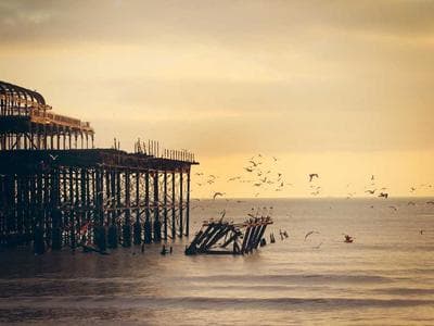 Organic Bananas v.17