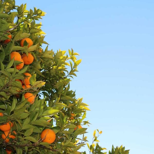 Smoothie orange