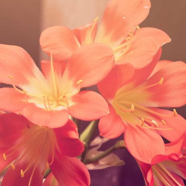 Алейка хагс